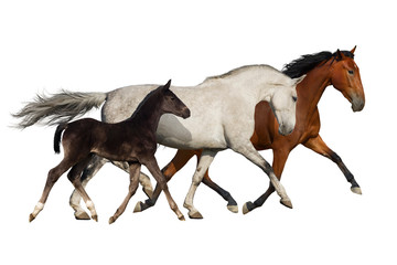 Group of horse run isolated on white background