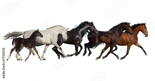 Group of horse run isolated on white background #77501278