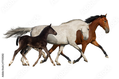 Group of horse run isolated on white background