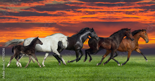 Fototapeta Naklejka Na Ścianę i Meble -  Group of five horses run gallop on gree grass against beautiful 
