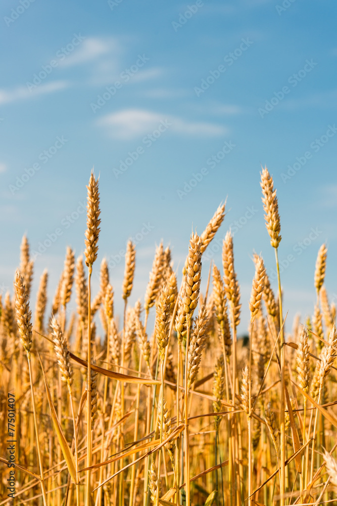 Yellow grain ready for harvest growing in a farm field Yellow grain ready for harvest growing in a farm field