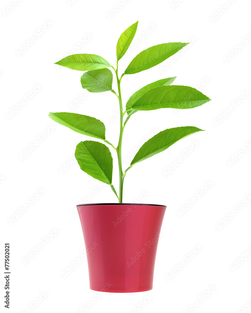 lemon tree in the pot isolated on white lemon tree in the pot isolated on white
