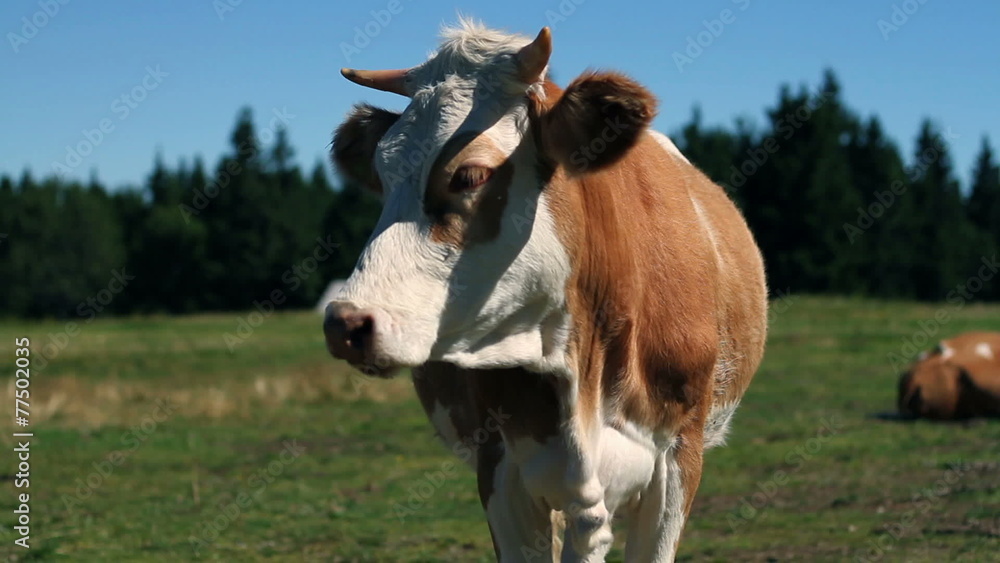 HD1080p: Cow standing and looking at camera HD1080p: Cow standing and looking at camera