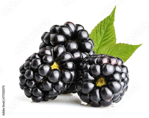 blackberry fruit isolated