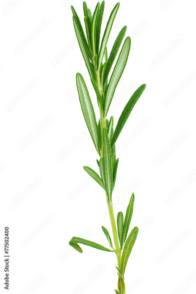 fresh rosemary fresh rosemary