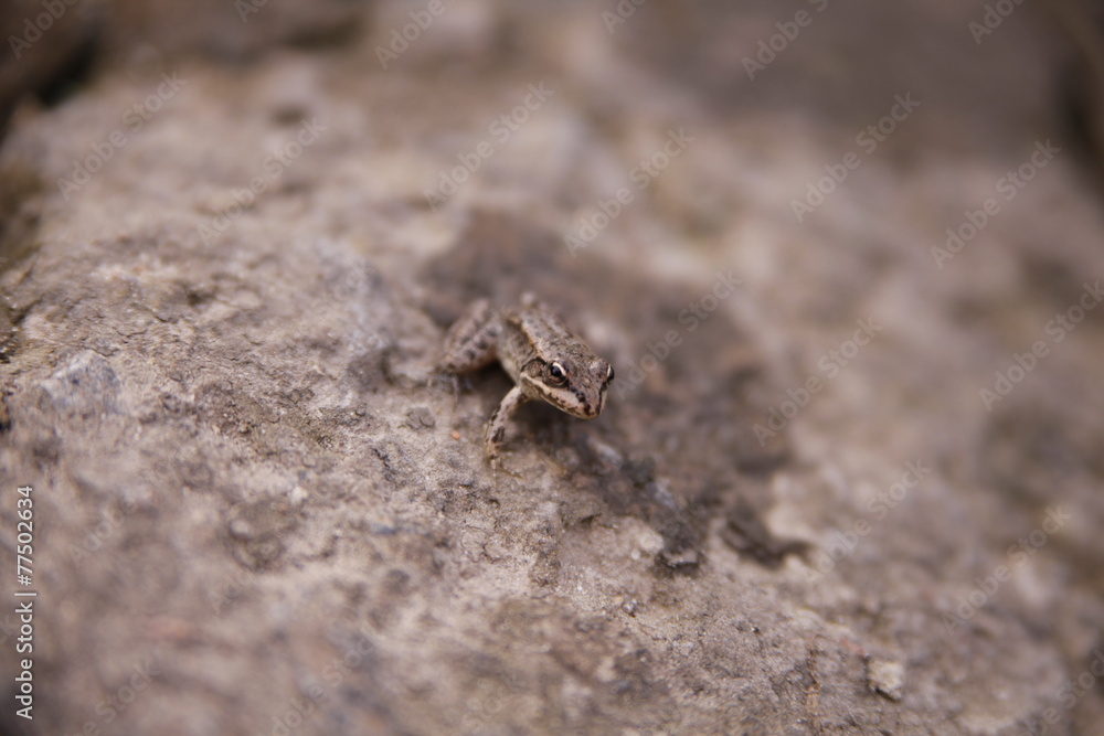 red-eyed tree frog sitting on a rock, closeup isolated on black