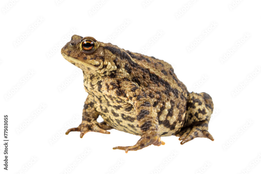 Common toad on white Common toad on white
