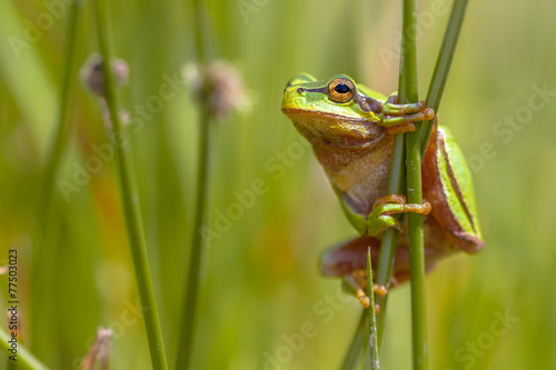 Climbing Green European tree frog en profile