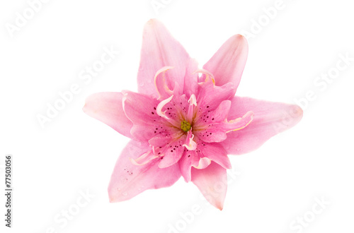 Fototapeta Naklejka Na Ścianę i Meble -  lily flower