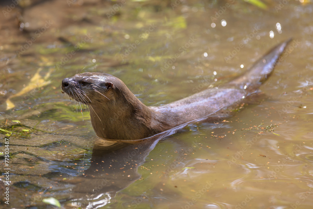 Fototapeta premium European otter preparing to get out of from water