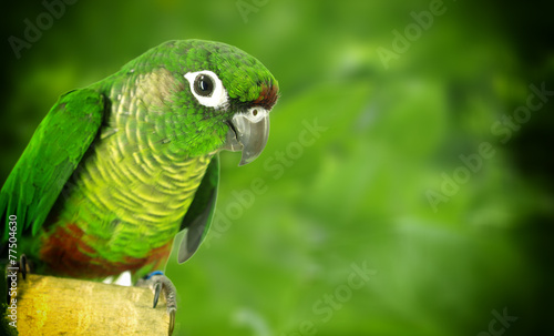 Green Cheek Conure
