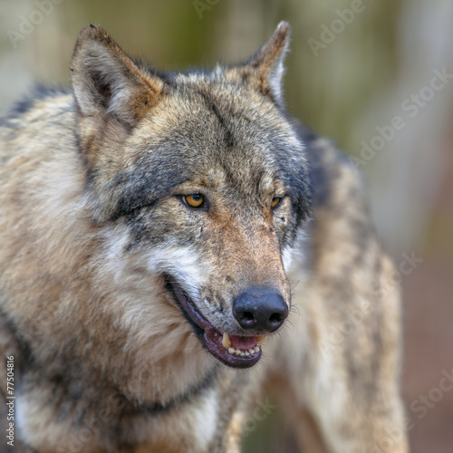 Portrait of a Threathening Grey Wolf