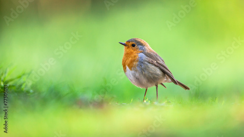 Robin on bright green background