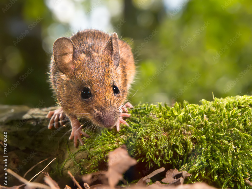 Field Mouse (Apodemus sylvaticus) looking in the camera Field Mouse (Apodemus sylvaticus) looking in the camera