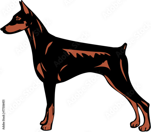 Dog Doberman Pinscher