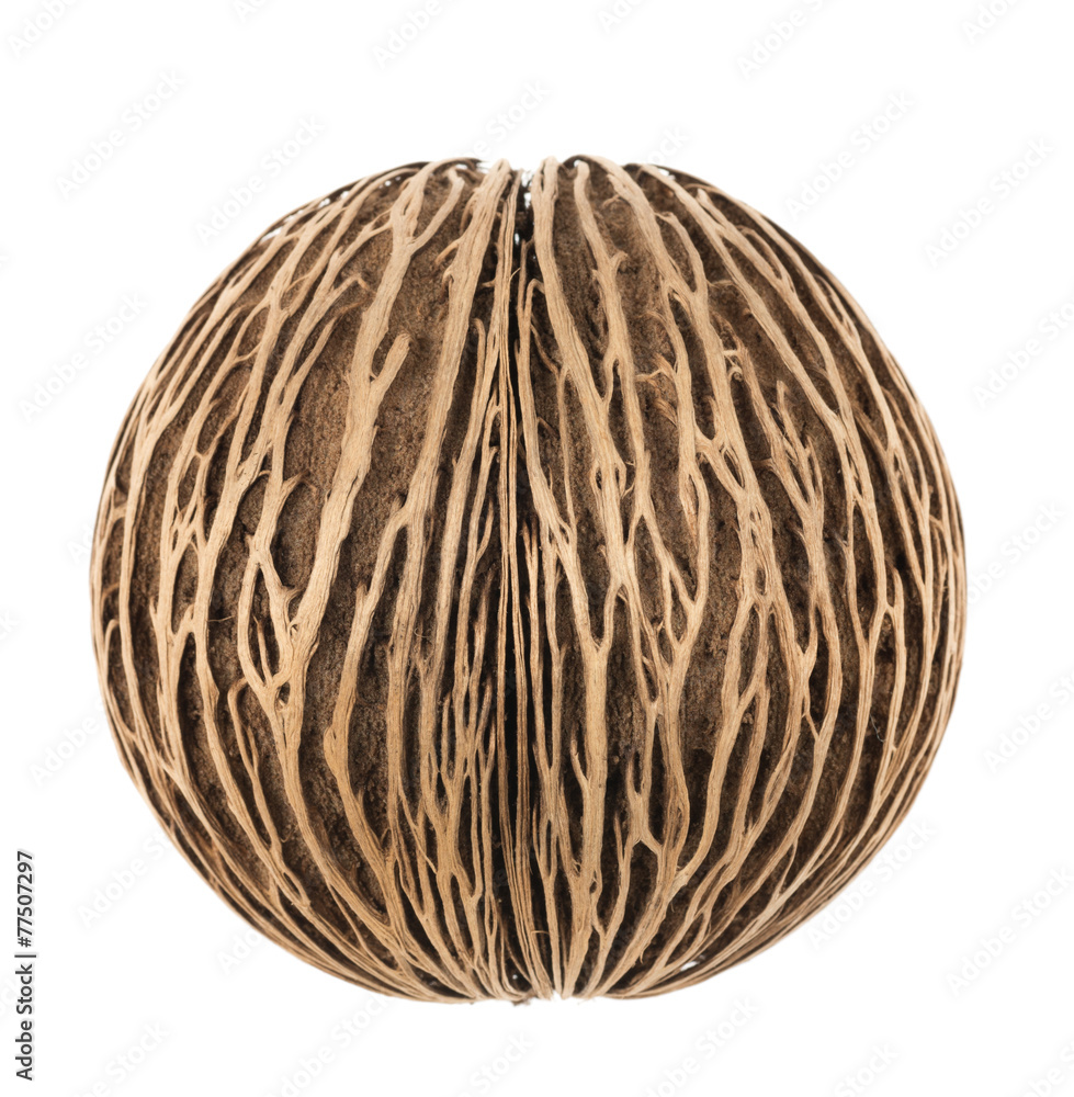 Cerbera dry fruit on white background Cerbera dry fruit on white background