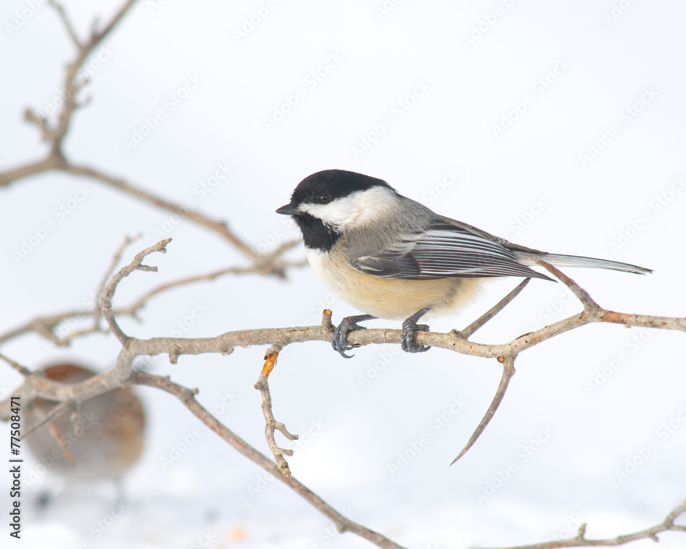 Obraz premium Black-capped Chickadee
