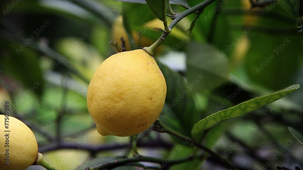 Close up of hand picking lemons from tree Close up of hand picking lemons from tree