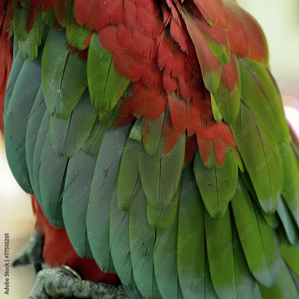 Obraz premium macaw parrot feather