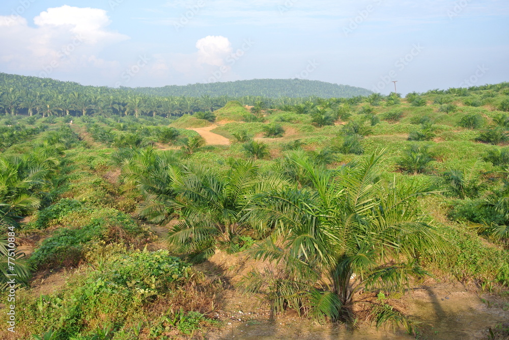 Palm Oil trees in palm oil estate plantation