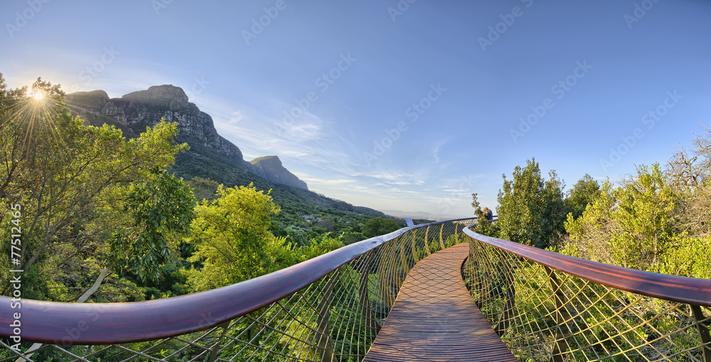 Fototapeta premium Kirstenbosch National Botanical Garden in Cape Town South Africa