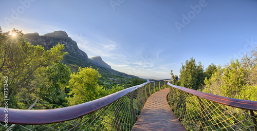 Kirstenbosch National Botanical Garden in Cape Town South Africa #77512465
