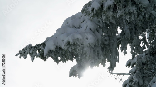 snowy spruce in the idyllic winter time soroundings photo