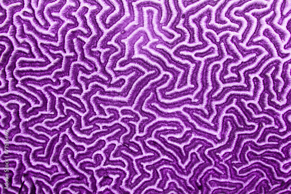 Purple coral pattern