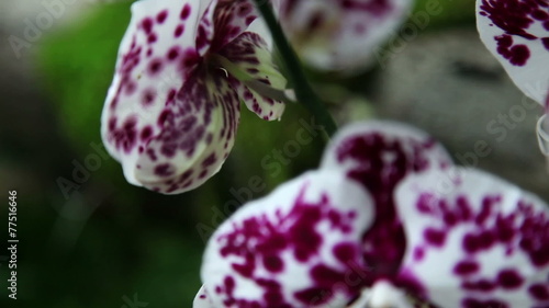 Close up of colorful orchid's blossom photo