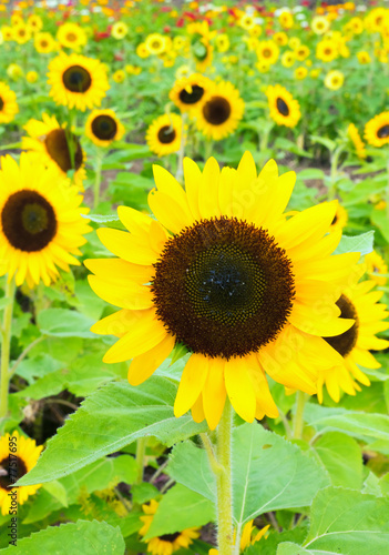 Fototapeta Naklejka Na Ścianę i Meble -  “Good Smile”, Sunflower in Summer