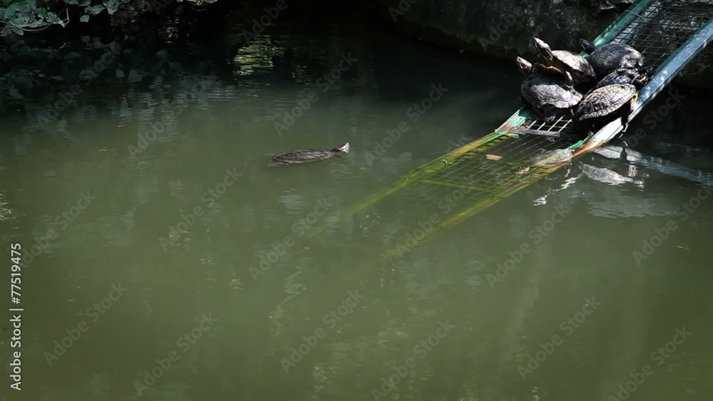 Shot of some turtles in the pond seating on peace of iron Shot of some turtles in the pond seating on peace of iron