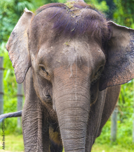 Canvas Print Close up view of elephant face