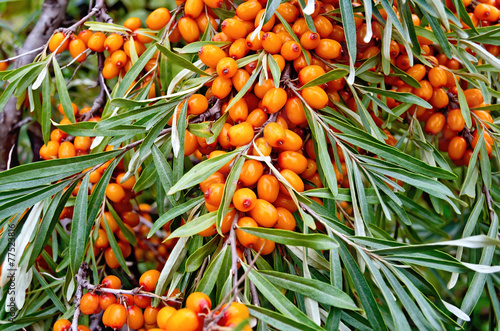 Buckthorn ripe orange on branch