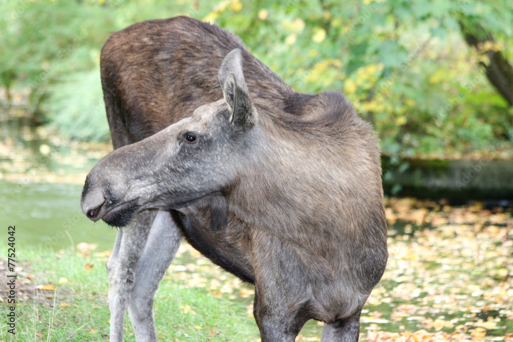Female moose seen from the side Female moose seen from the side