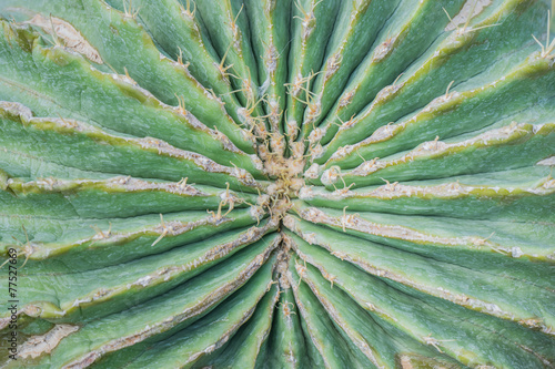 Cactus desert plant photo