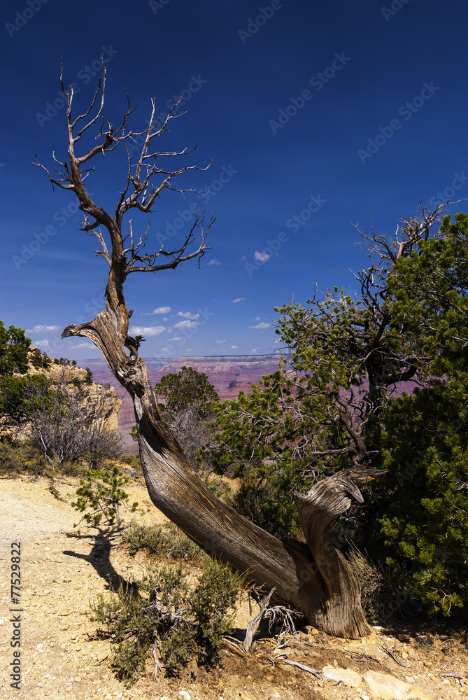 abgestorbene Kiefer im Grand Canyon, USA