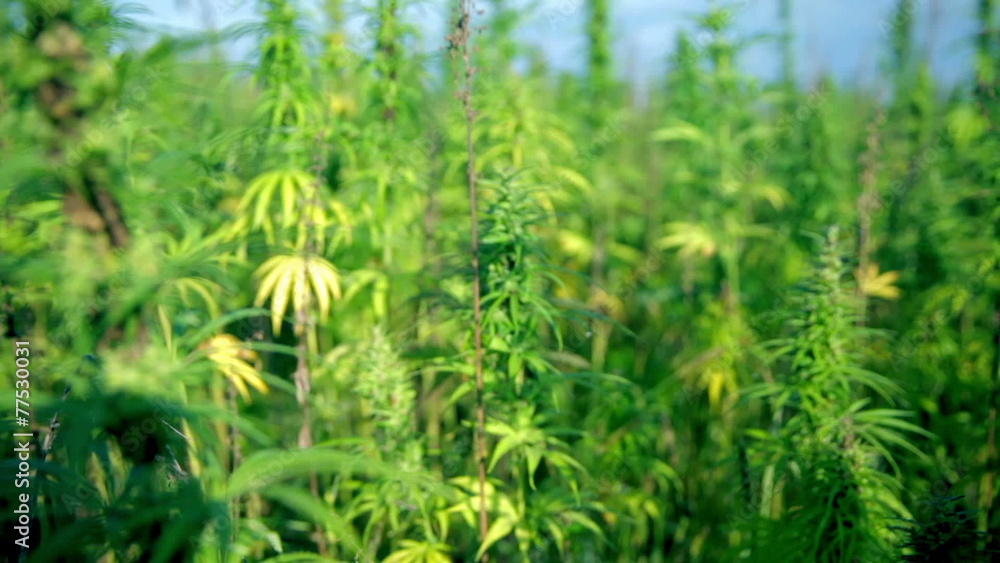 Cannabis plants shaking slowly in wind Cannabis plants shaking slowly in wind