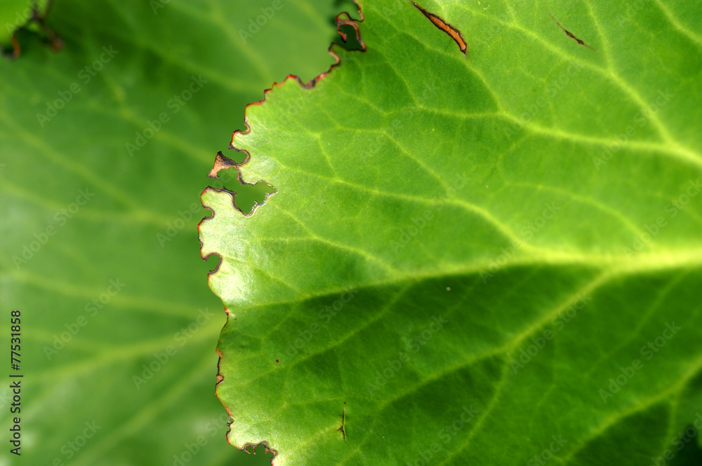 Bergenia leaf eaten by Otiorhynchus - obrazy, fototapety, plakaty 