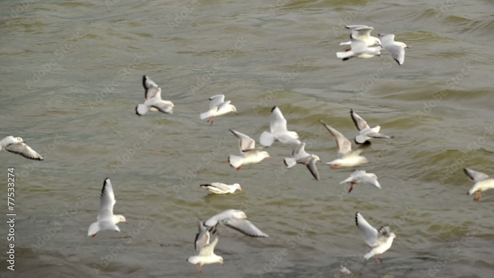 Flock of Seagulls at the Danube river bank, flapping their wings Flock of Seagulls at the Danube river bank, flapping their wings
