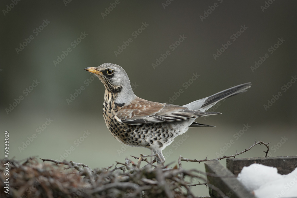 Fototapeta premium Fieldfare