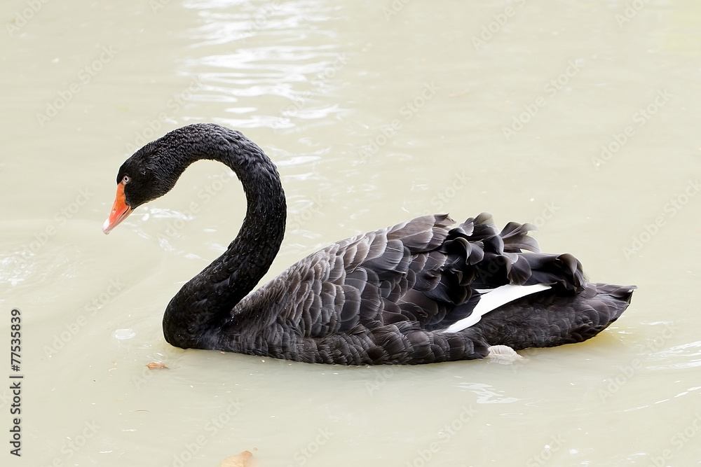 Fototapeta premium A black swan swimming on a pool of blue water. Cygnus