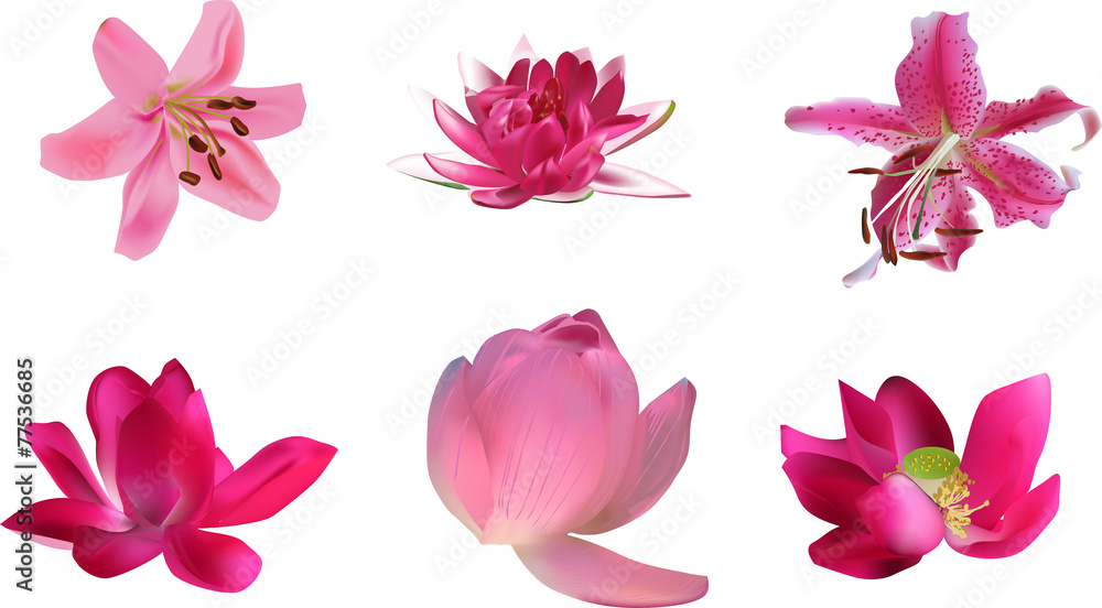 six pink lily and lotus flowers isolated on white