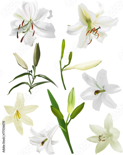 Fototapeta Naklejka Na Ścianę i Meble -  set of wite lily blooms and buds