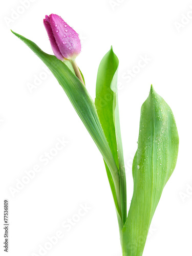 Wallpaper Mural tulip flowers Torontodigital.ca