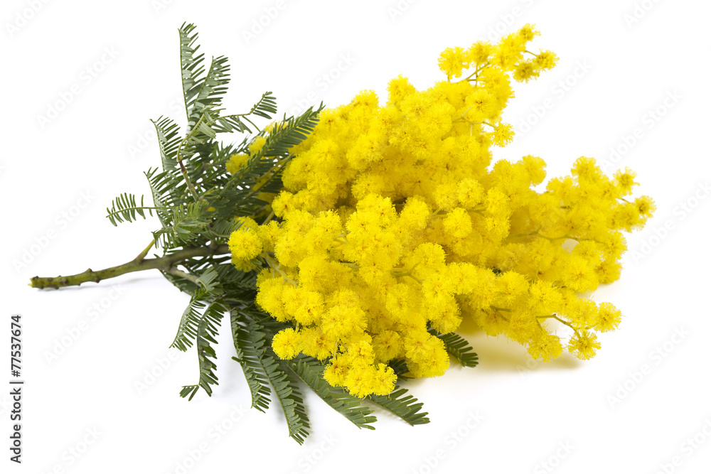 mimosa isolated on white background mimosa isolated on white background