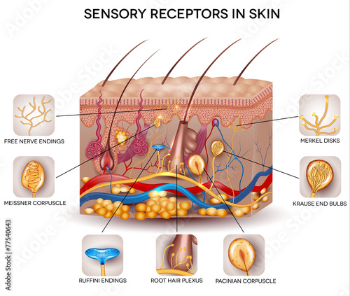 Sensory receptors in the skin photo