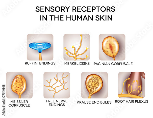 Sensory receptors in the human skin, detailed illustrations. photo
