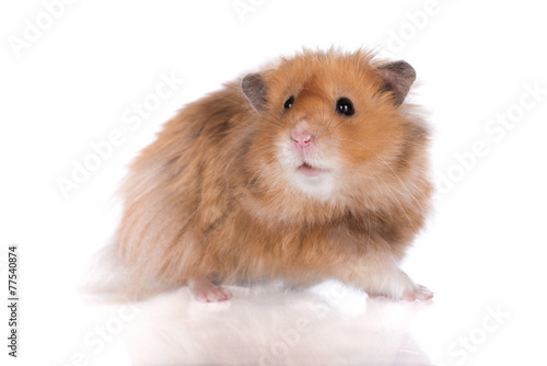 fluffy hamster posing on white