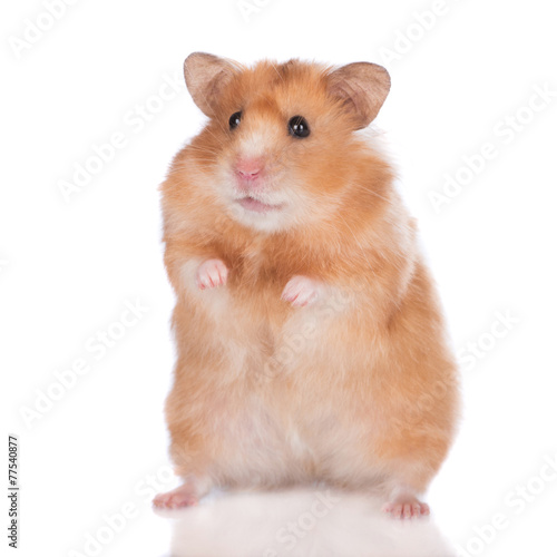 syrian hamster standing up