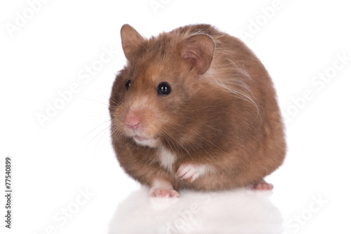 Wallpaper Mural brown syrian hamster Torontodigital.ca